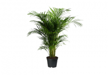 Areca Palm