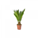 cycas